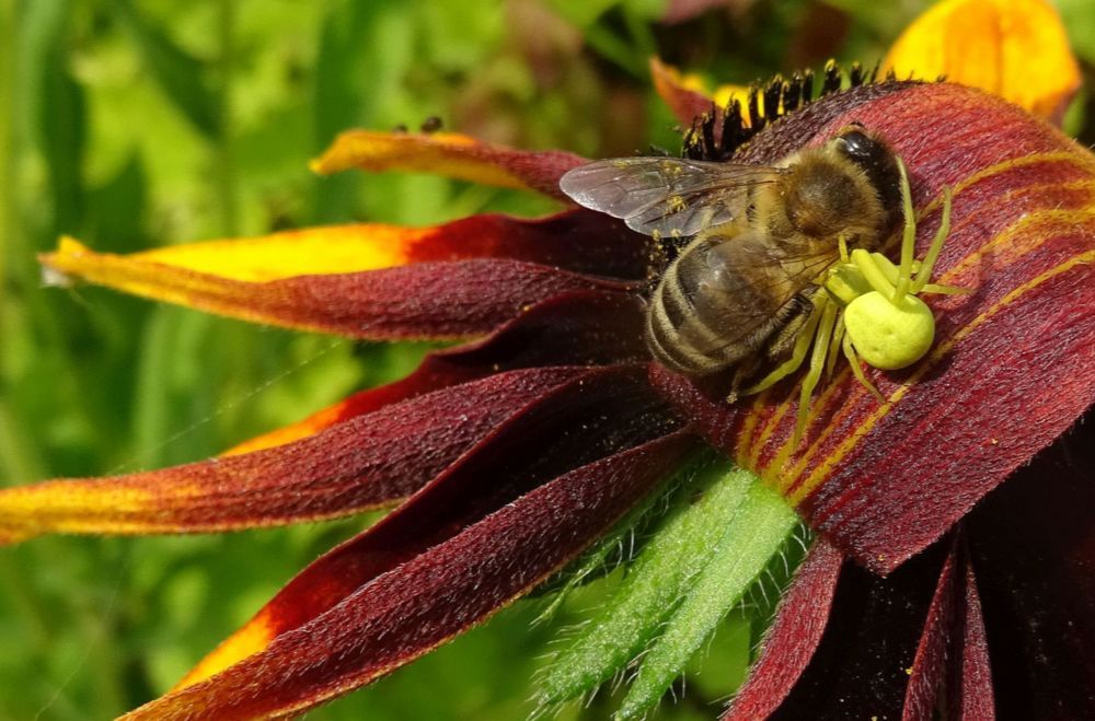 Цветочный паук кусает пчелу и пускает парализующий яд.