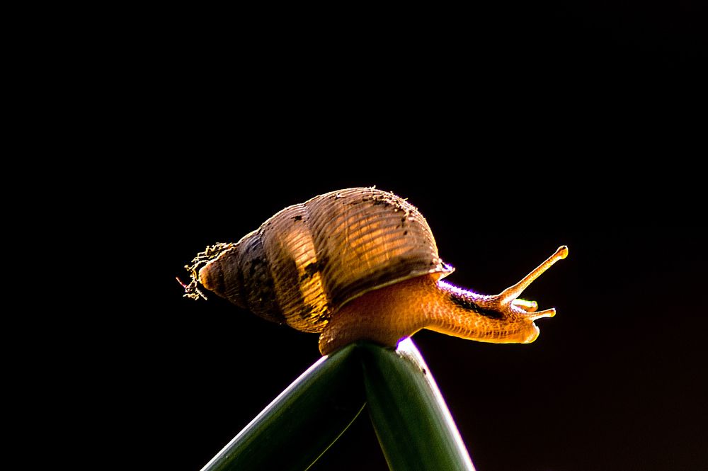Snail