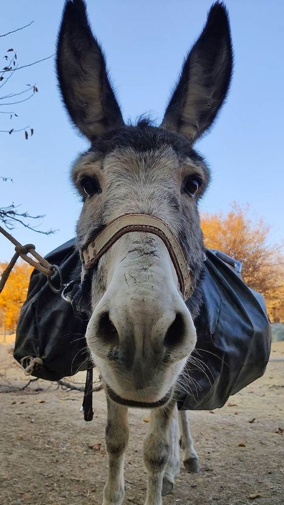 Я маленькая лошадка