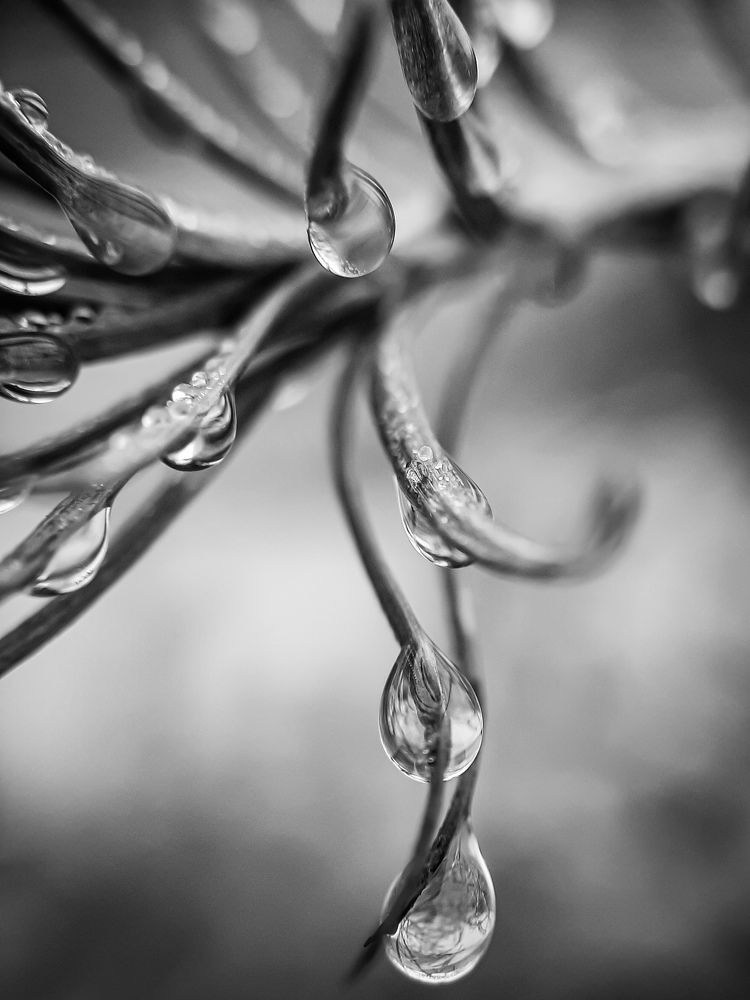 утренняя роса