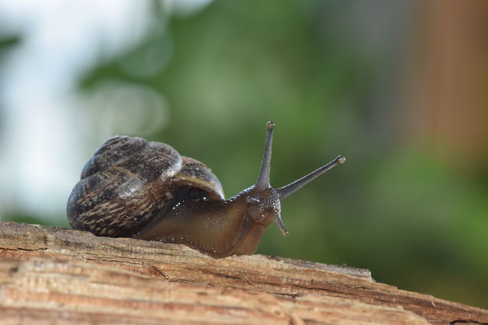 Фотография автора Мария Рохмистрова