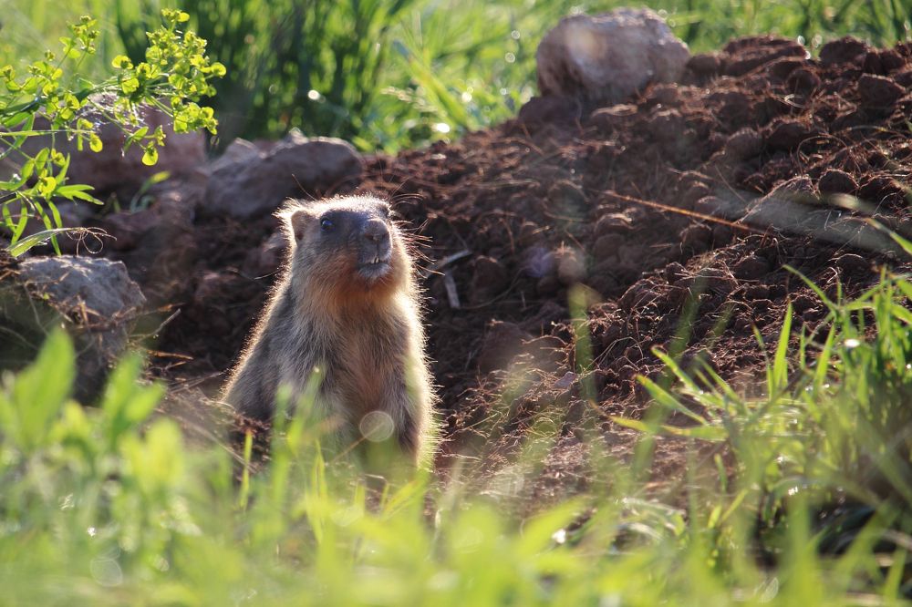 Фотография автора Дарья Шамакина