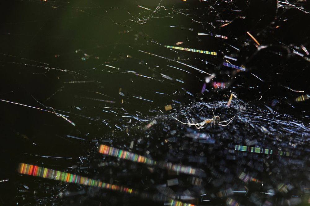 Фотография автора Дарья Шамакина