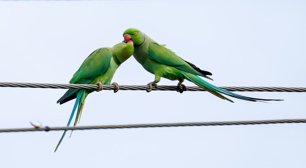 PARAKEET'S  ROMANCE