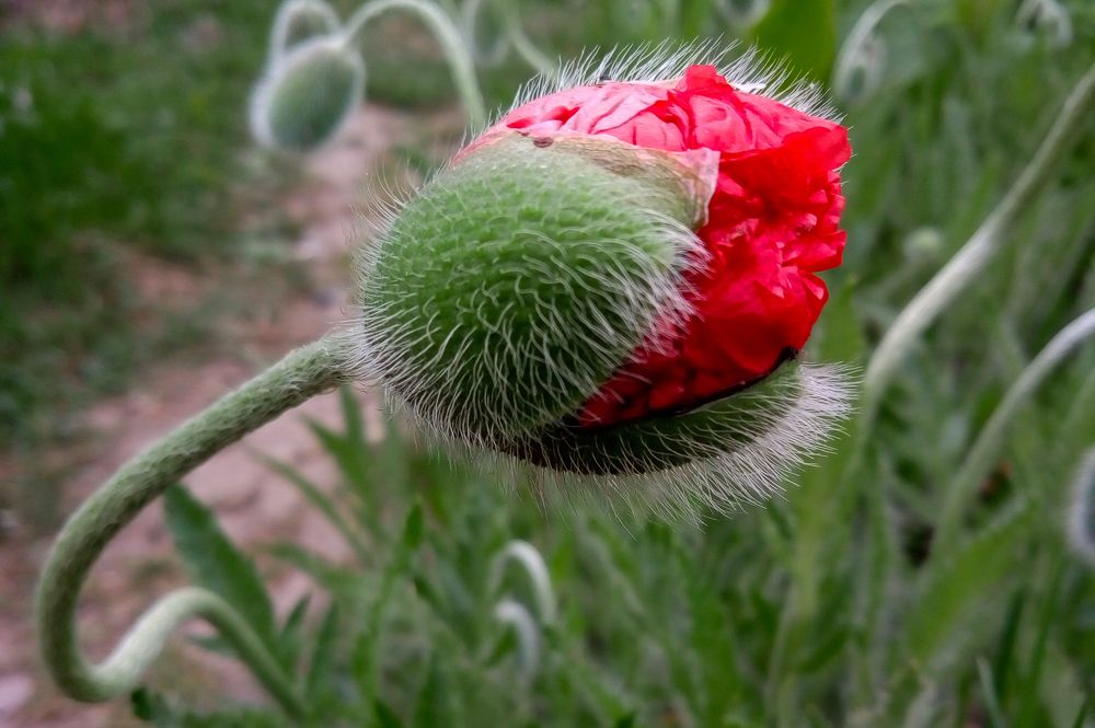 Маковая страсть