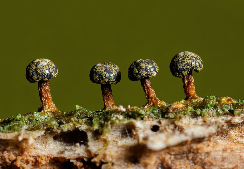 Photograph by Filip Eremita