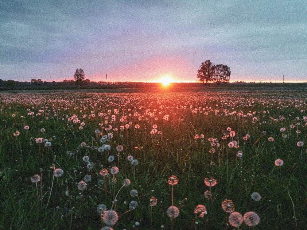 Одуванчики в закате
