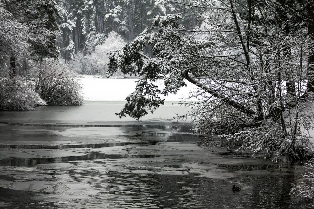 Серебряный бор