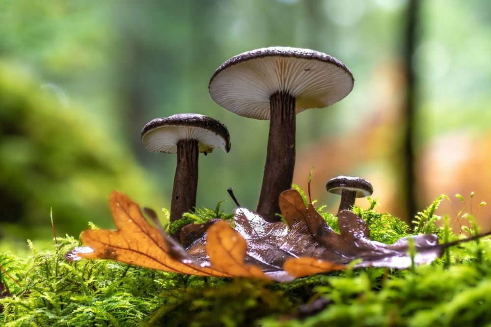 Photograph by Filip Eremita