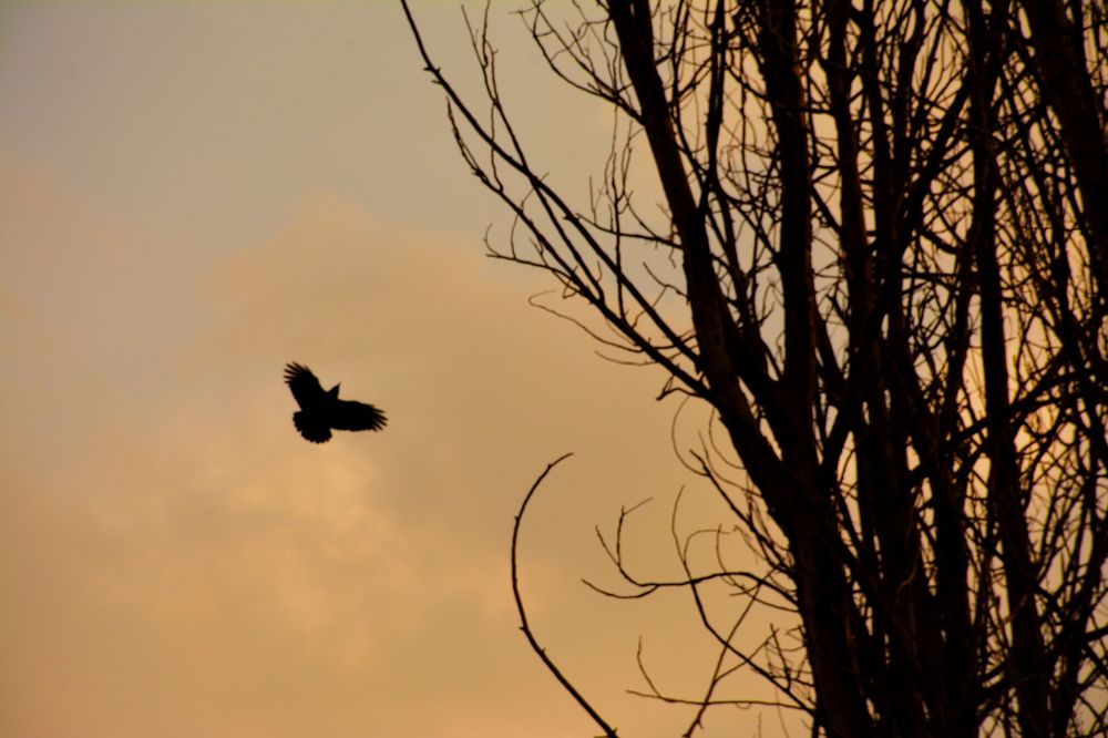Photograph by Farnaz Bakhshi