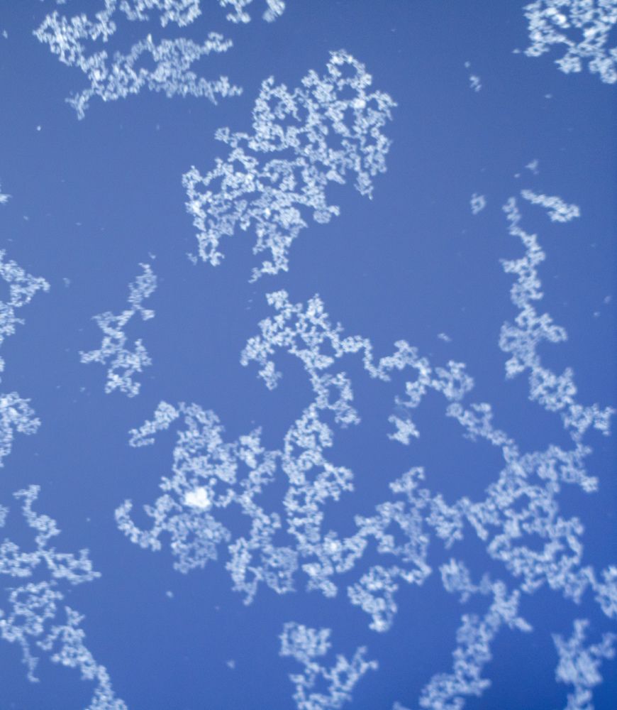 Бело-голубой секрет