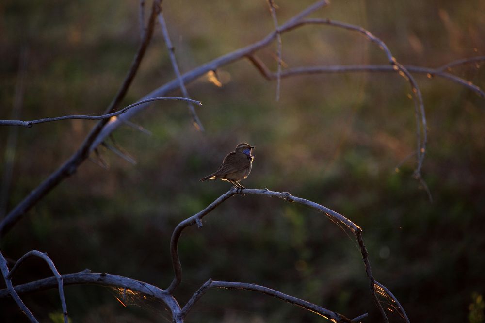 Фотография автора Дарья Шамакина