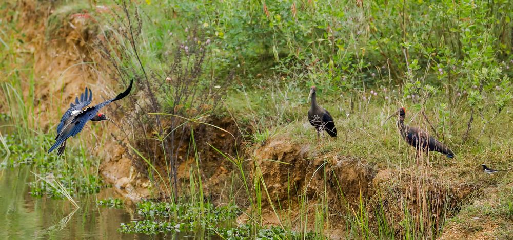 THE RETURN OF THE IBIS