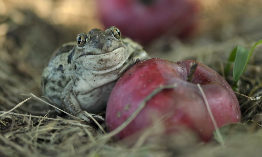 На закате августа...