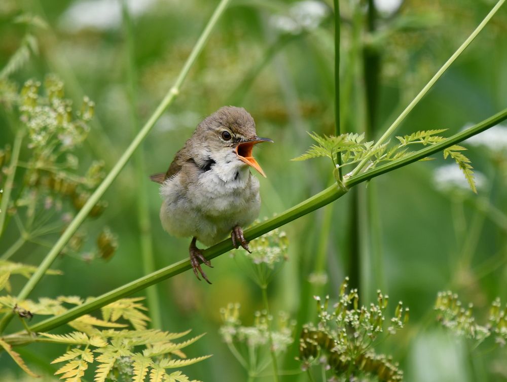 Садовая камышовка