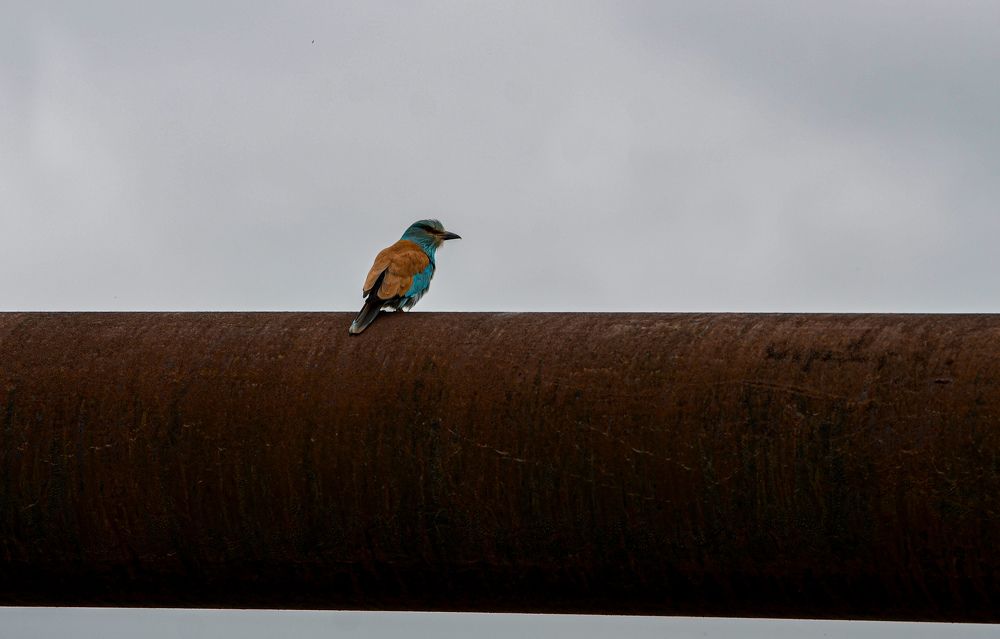 Photograph by Рузаев Дмитрий