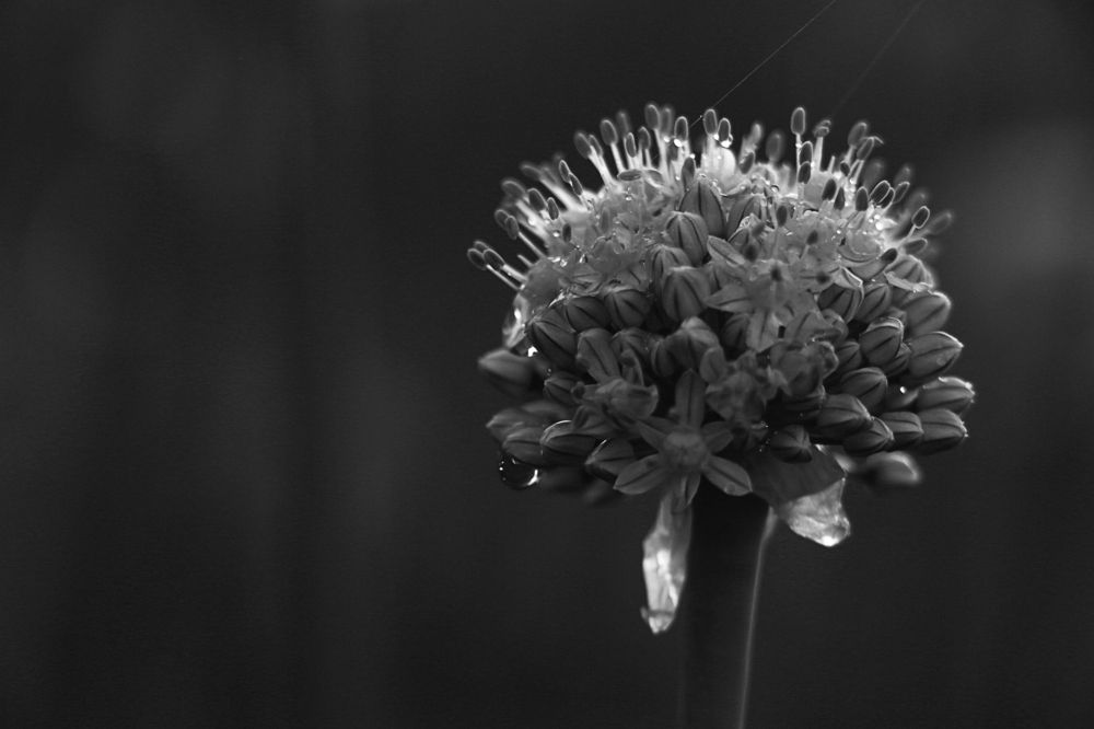 Photograph by Ольга Чернова