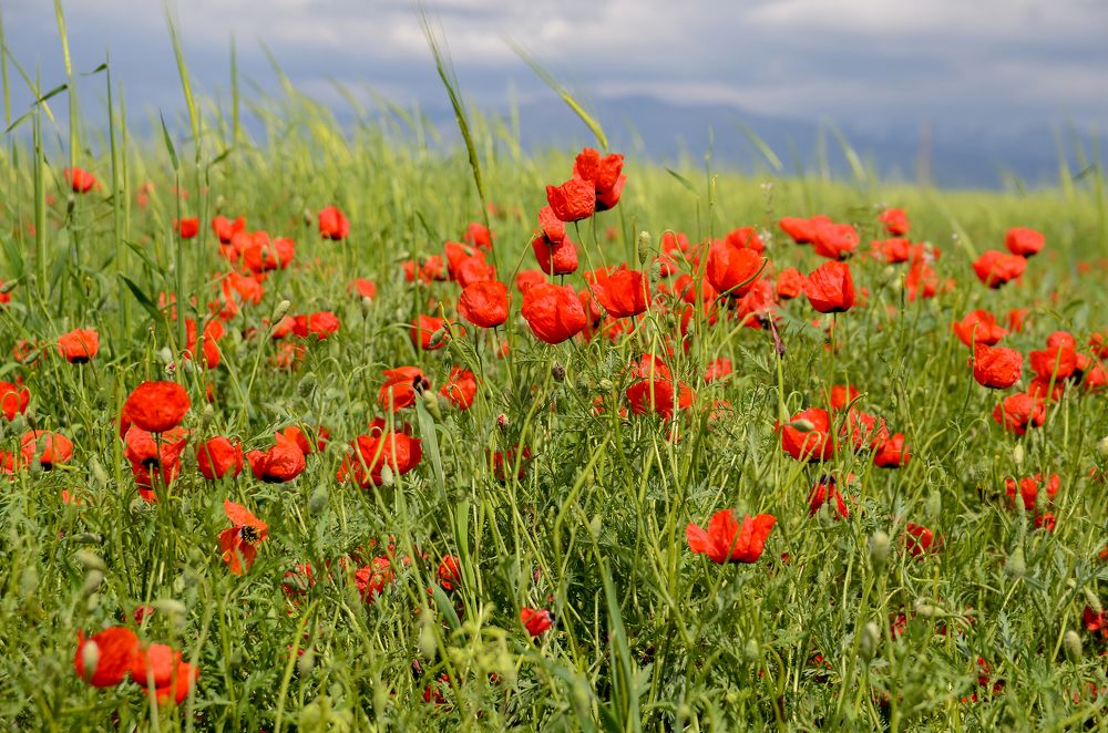 Photograph by Рузаев Дмитрий