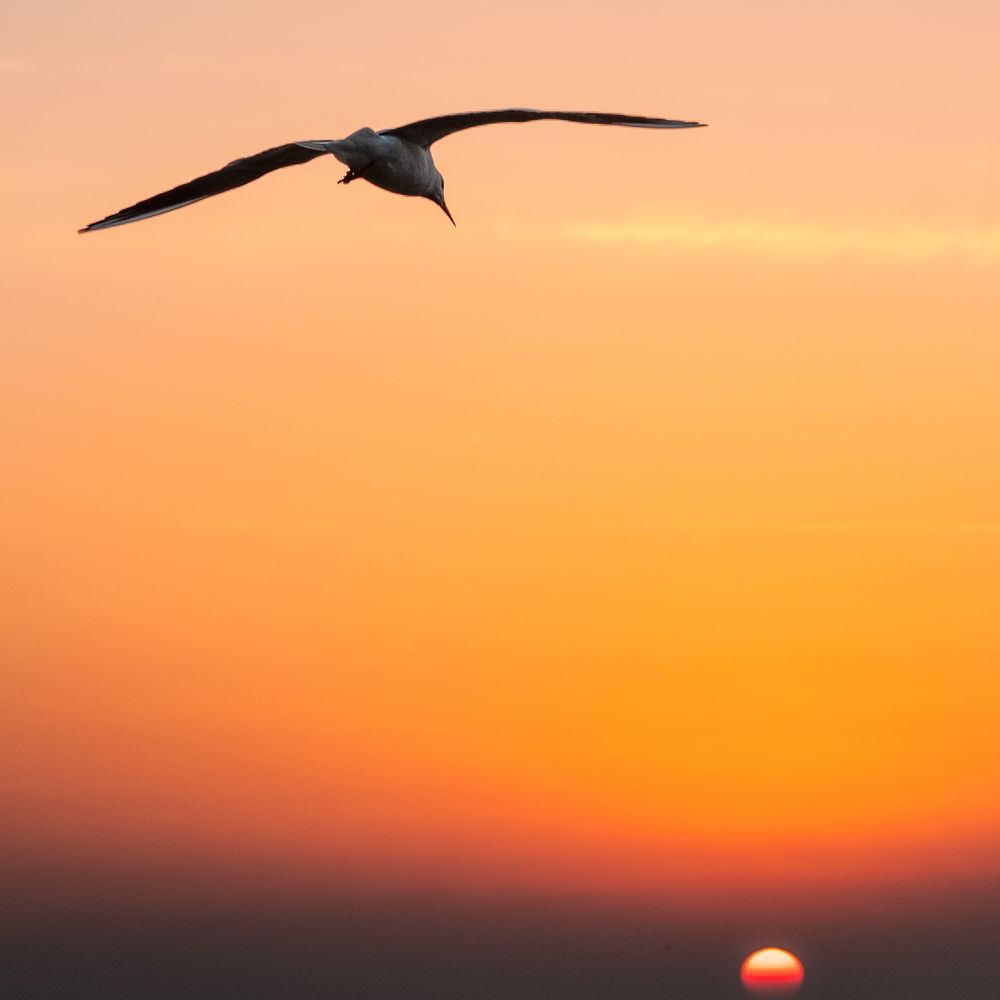 Охотники за Солнцем