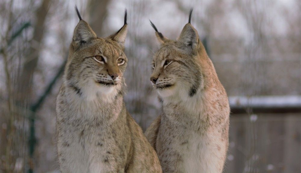 Любовь у рысей