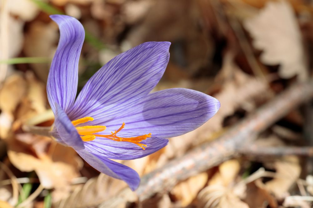 Фотография автора Алексей Попов
