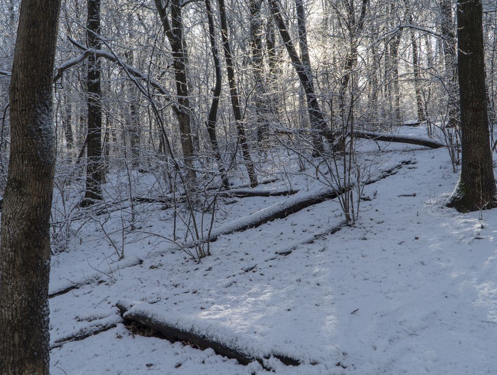 Буква Z в лесу