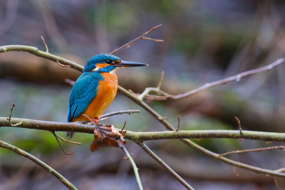 Зимородок и осенний лист.