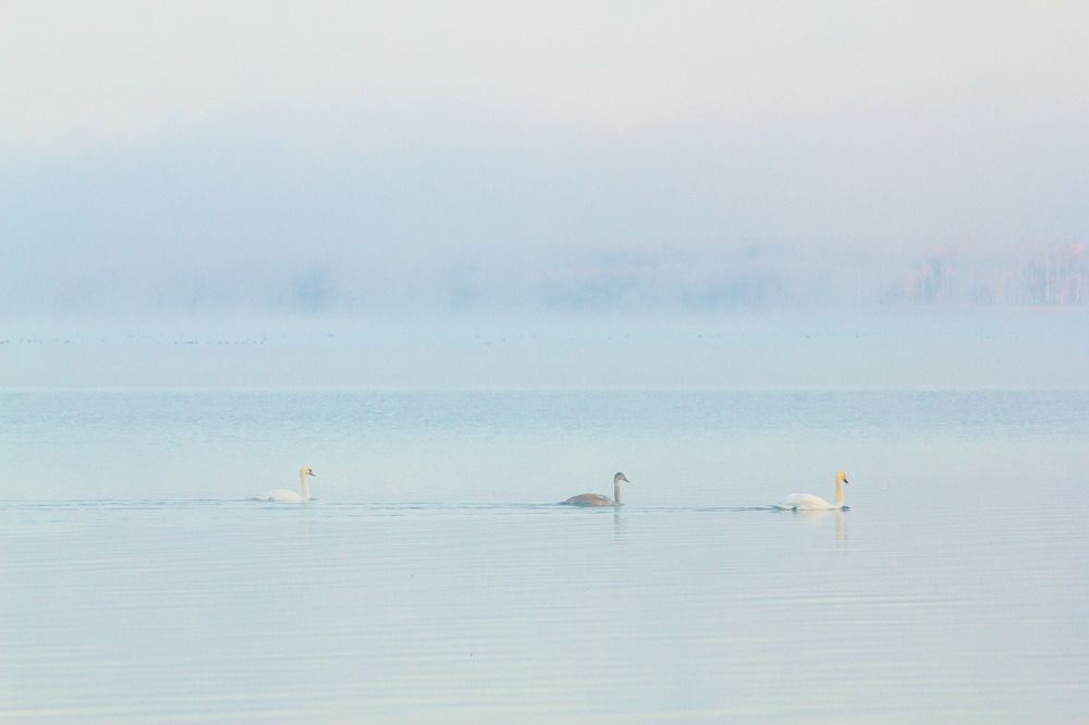 Дикие лебеди на озере Кандрыкуль