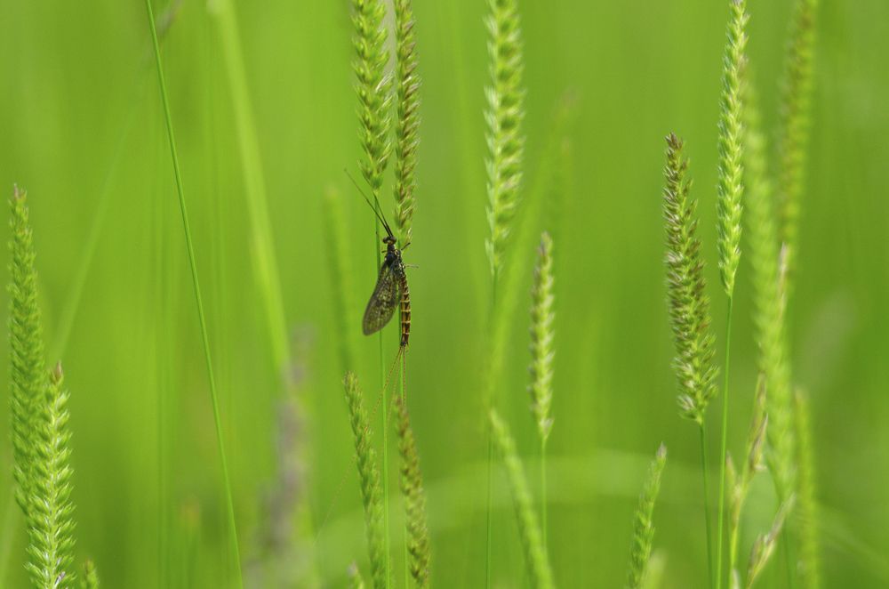 Мастер камуфляжа из мезозойской эры