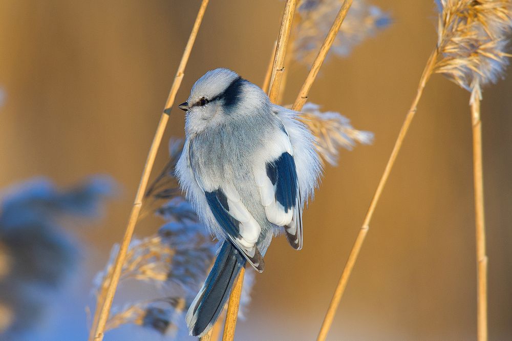Морозная гжель.