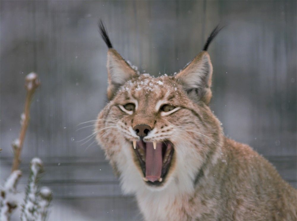 Рысь обыкновенная