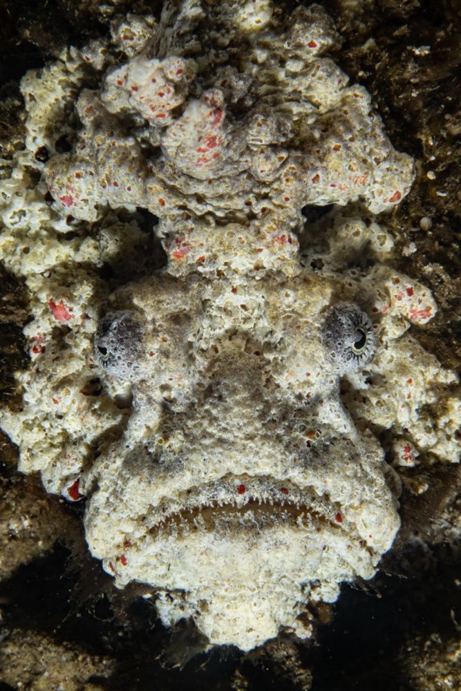 Stonefish portrait’s