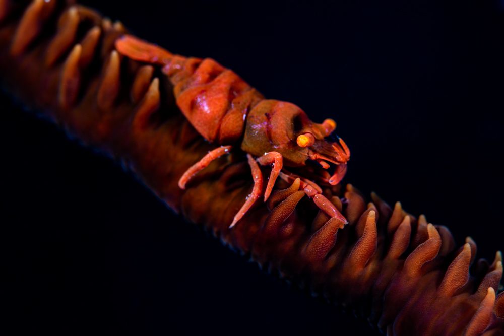 Photograph by Camallonga Emmanuelle