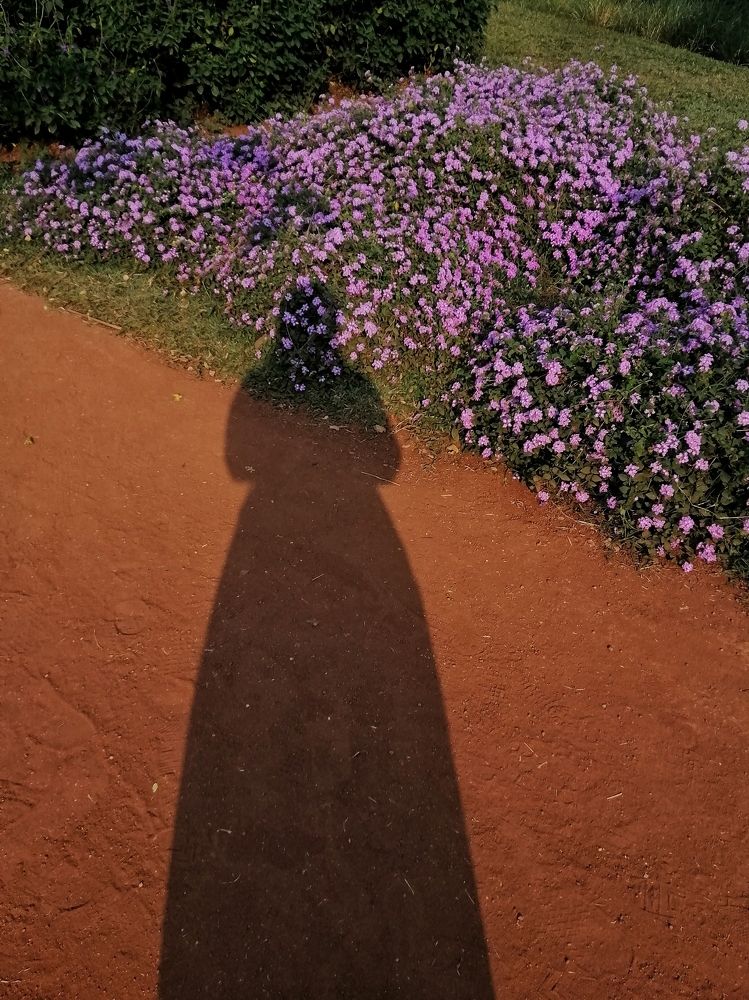 A head full of dreams..