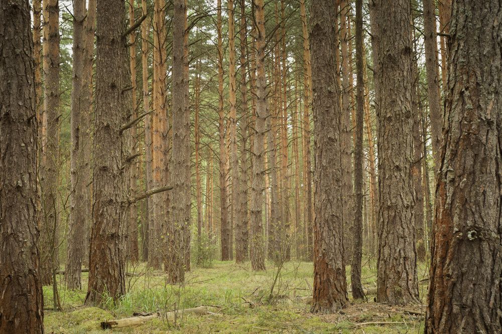 Фотография автора Алиса Чурчудесная