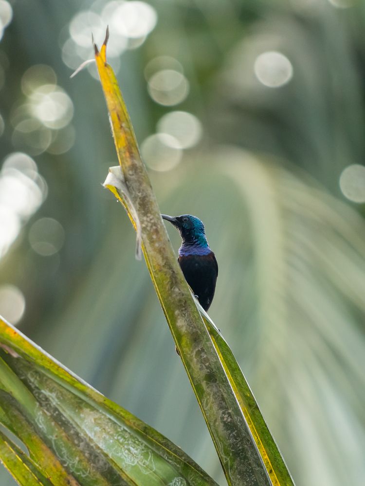 Purple Sunbird