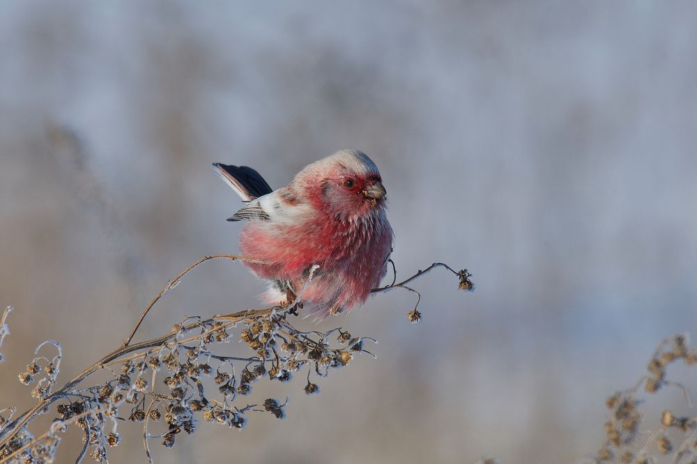 Полынный снегирь.