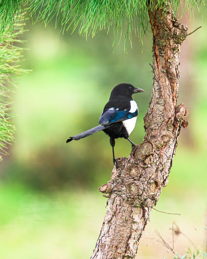 Pega-rabuda (Pica pica)