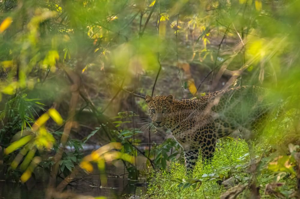 Photograph by Abhaya Shukla