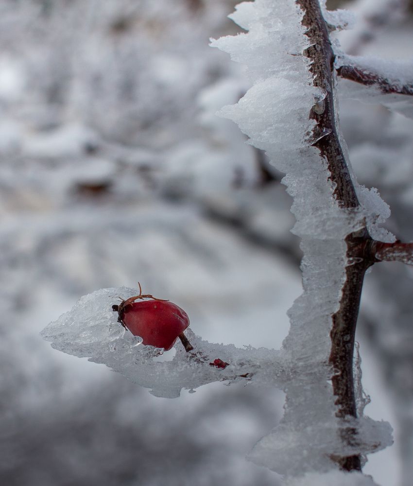 Photograph by Ирина Крепак