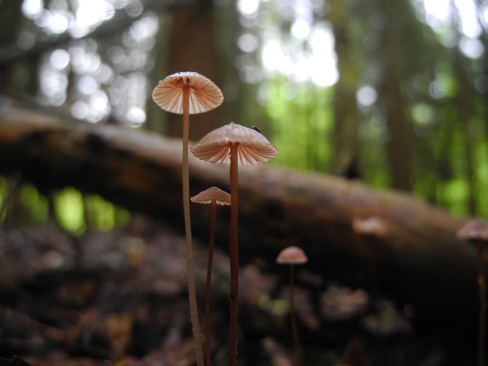 Мал, да удал