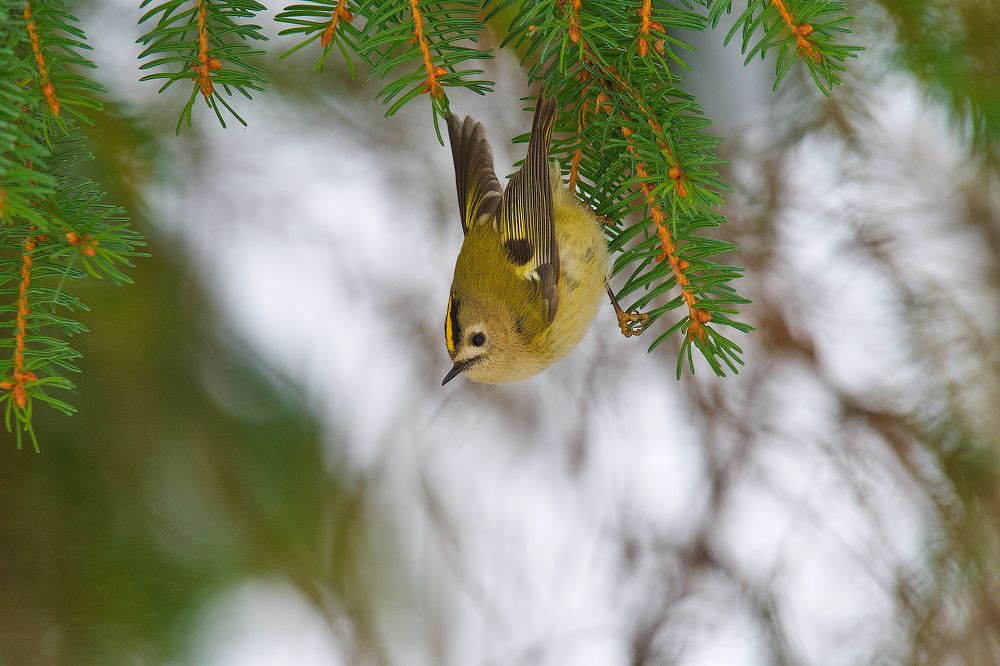 Воздушный акробат.