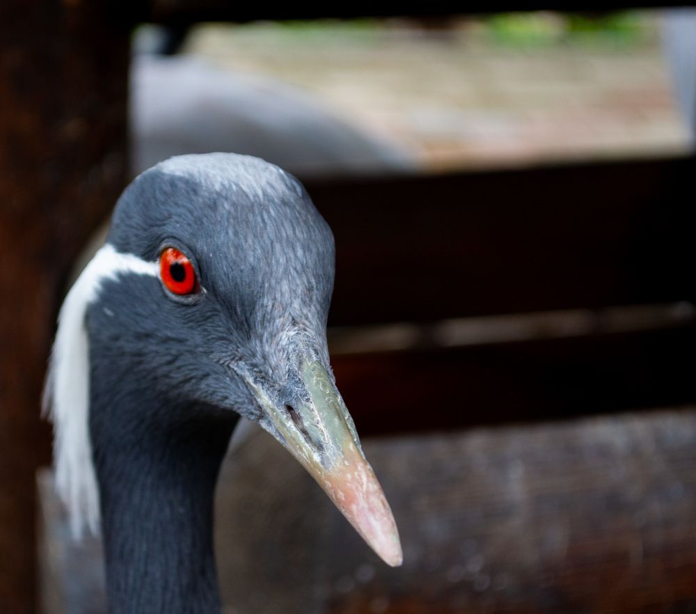 Фотография автора Евгений Петросян