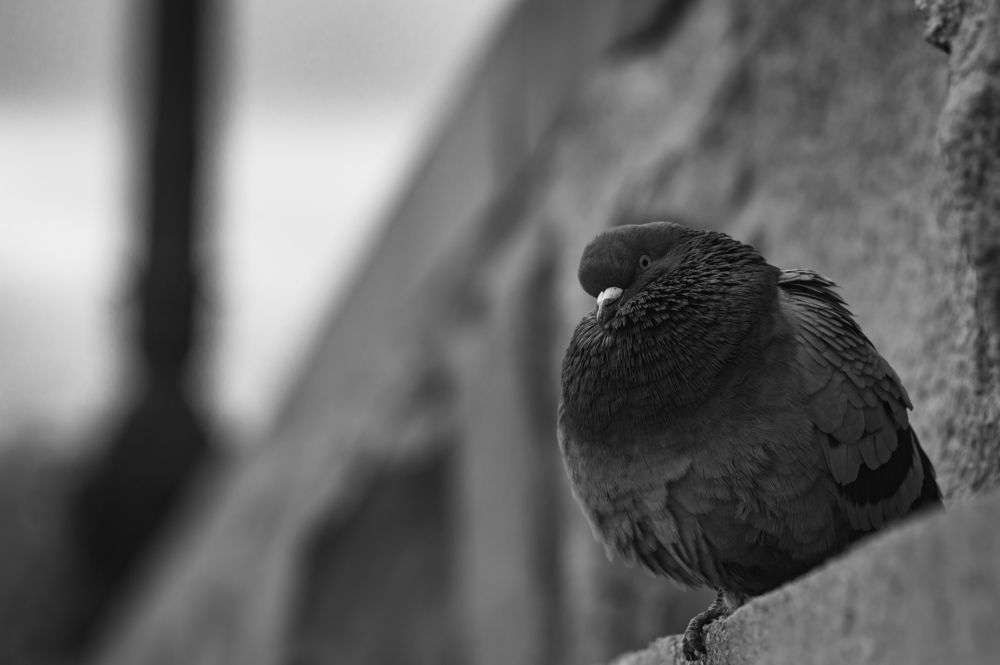 Фотография автора Евгений Петросян