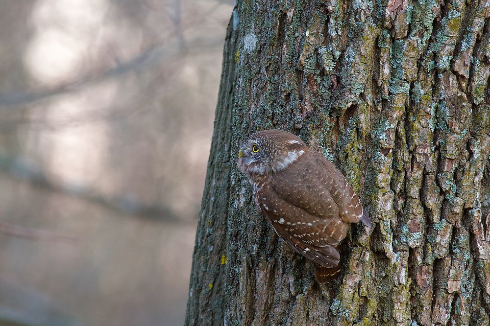Photograph by Вячеслав Заметня