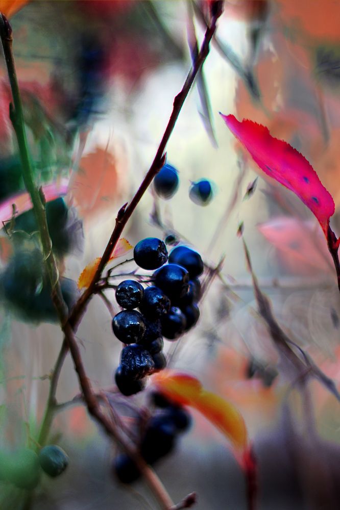 Photograph by Anna Suchcicka