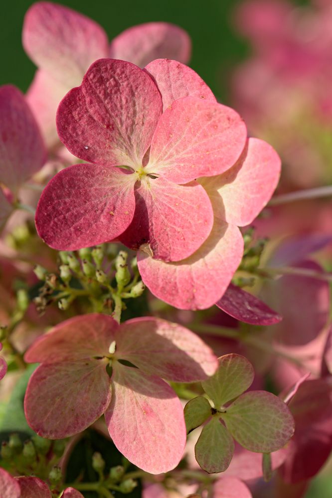 Фотография автора Алексей Попов