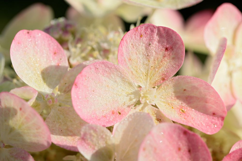 Фотография автора Алексей Попов