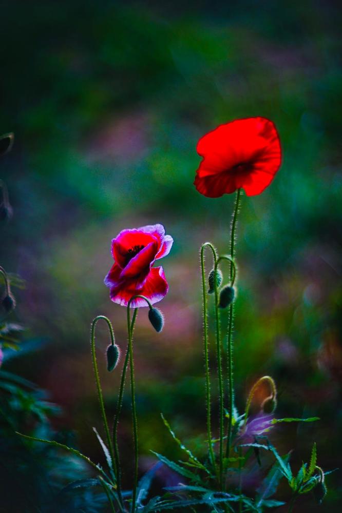 Фотография автора Алиса Чурчудесная