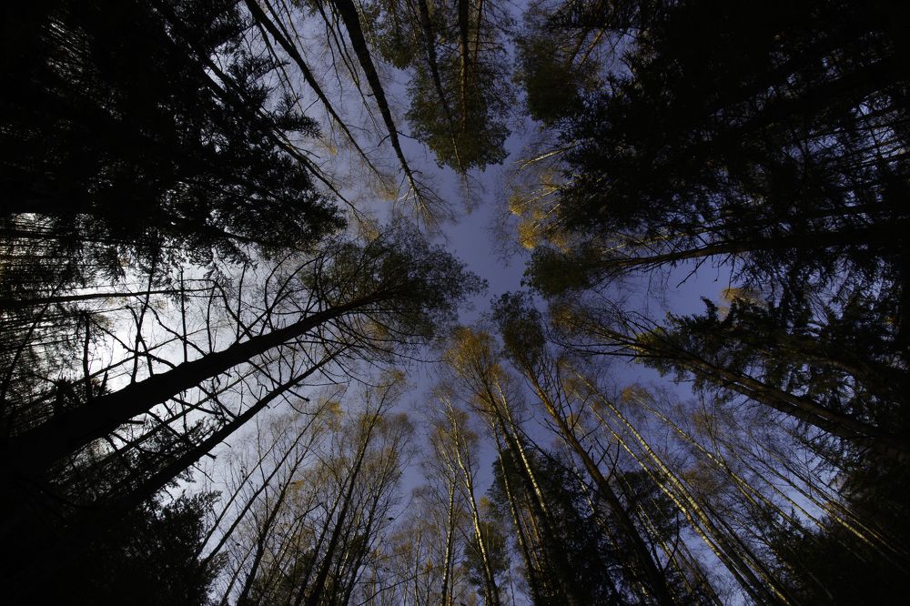 Фотография автора Елена Кошкина